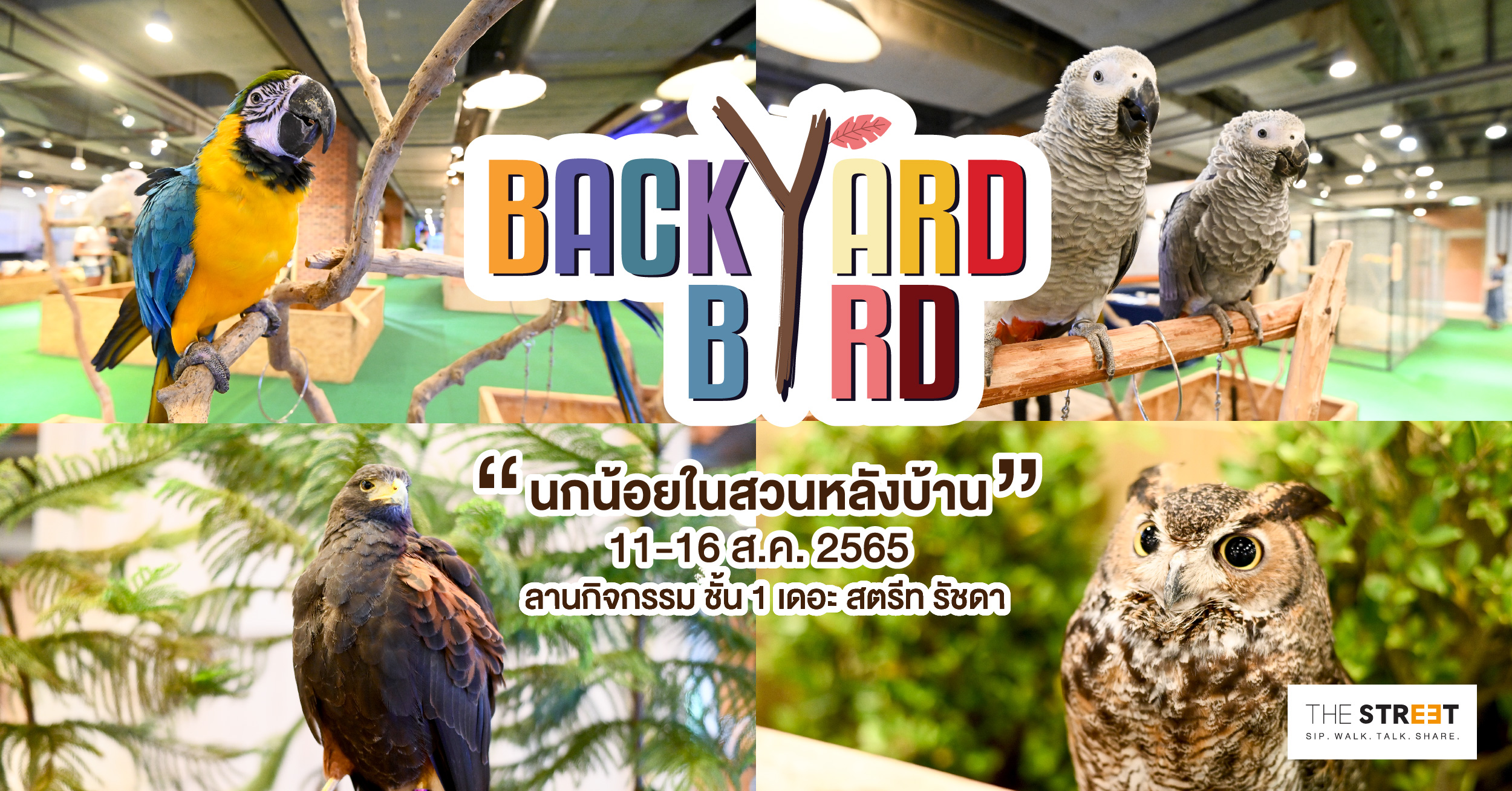 the-street-backyard-birds